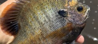 April 2026 Outing: Lakes Fresh Water