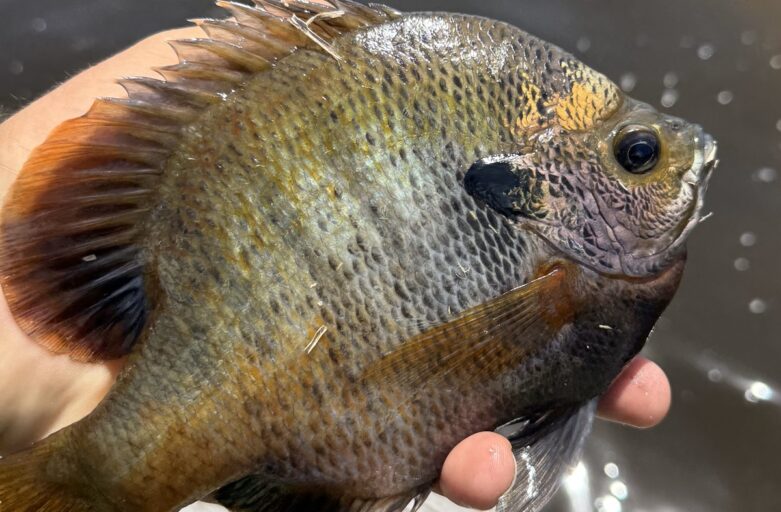 April 2026 Outing: Lakes Fresh Water