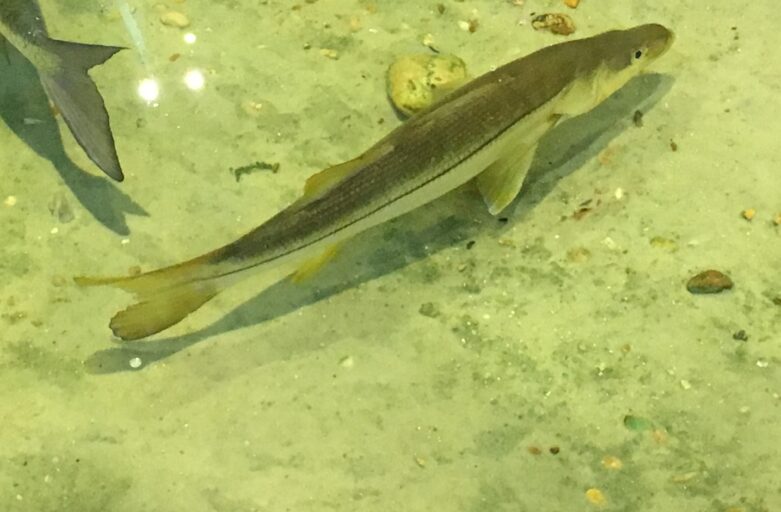 November Outing: Middle Tampa Bay